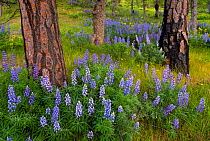 Lupines (Lupinus sp) in a ponderosa pine grove; Columbia River Gorge, Oregon, USA. April.
