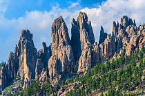 The Cathedral Spires, eroded granite spires, rise in the Needles section of Custer State Park, in the Black Hills area of western South Dakota., USA. August.