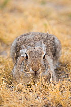 Desert cottontail rabbit (Sylvilagus audubonii) flattening itself to hide, Badlands National Park, South Dakota, USA. August.