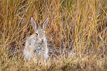 Desert cottontail rabbit (Sylvilagus audubonii), Badlands National Park, South Dakota, USA. August.
