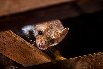 Beech / Stone marten(Martes foina) looking down from beam in wooden roof truss, Germany. Captive