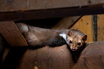 Beech / Stone marten (Martes foina) looking down from beam in wooden roof truss, Germany. Captive