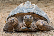Aldabra giant tortoise (Aldabrachelys gigantea / Testudo gigantea) occurs in the islands of the Aldabra Atoll in the Seychelles. Captive