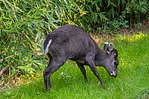 Tufted deer (Elaphodus cephalophus) male showing tusks, fang-like canines, occurs in China. Captive