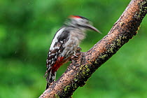 Great spotted woodpecker / greater spotted woodpecker (Dendrocopos major) male hammering / drumming on branch in forest in the rain, Belgium. July