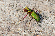 Green tiger beetle (Cicindela campestris) sunning on dry sand in heathland, Belgium. August