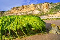 Clump of Enteromorpha / Ulva species of the green algae Gutweed (Ulvaceae) growing on rock on the beach at low tide, Normandy, France. August 2020