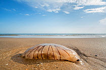 Compass jellyfish (Chrysaora hysoscella) washed ashore on sandy beach along the North Sea coast, Normany, France. August