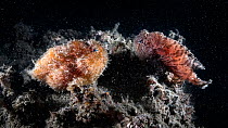Hairy frogfish (Antennarius striatus) pair on reef approximately 22 hours prior to spawning, female&#39;s abdomen swollen with eggs. Ariake Sea, Japan.