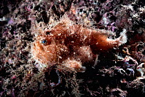 Hairy frogfish (Antennarius striatus) female with abdomen swollen with eggs resting on reef, 16 hours prior to spawning. Ariake Sea, Japan.