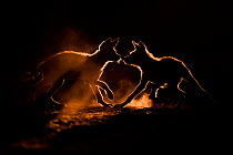 Wild dog (Lycaon pictus) two pups playing in dust, Mkuze, South Africa. August. Highly commended in the Mammals category of the GDT European Wildlife Photographer of the Year Competition 2020.
