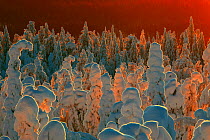 Snow-covered taiga forest in Finland. Honoured in the MontPhoto awards 2020.