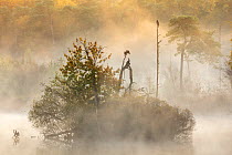 Cormorants (Phalacrocorax carbo) in early morning mist,~Oisterwijkse Bossen en Vennen nature reserve, Netherlands, November. Runner-up in "De Lage Lande" (animals in landscape) category of Nature Phot...