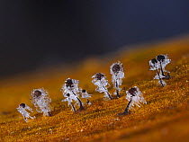 Slime mould (Comatricha nigra) sporangia covered in hawfrost. Hertfordshire, England, UK. November. Focus stacked image.