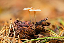 Conifercone cap fungus (Baeospora myosura) growing out of pinecone. Buckinghamshire, England, UK. October. Focus stacked image.