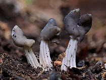 Elfin saddle fungus (Helvella lacunosa). Buckinghamshire, England, UK. September. Focus stacked image.