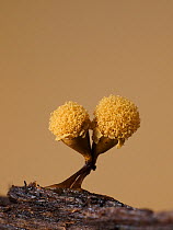 Slime mould (Hemitrichia clavata) sporangia, sponge like structure containing spores expanding a few minutes after splitting open. Hertfordshire, England, UK. August. Focus stacked image. Sequence 4/5...