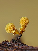Slime mould (Hemitrichia clavata) sporangia, sponge like structure containing spores has expanded to five times its original size, spores dispersed by wind. Hertfordshire, England, UK. August. Focus s...