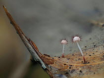 Holly parachute fungus (Marasmius hudsonii) on rotting Holly (Ilex aquifolium) leaf. Buckinghamshire, England, UK. December. Focus stacked image.