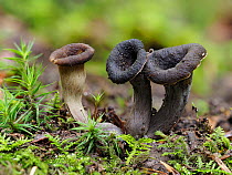 Horn of plenty fungus (Craterellus cornucopioides). Buckinghamshire, England, UK. October. Focus stacked image.