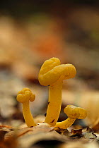 Jellybaby fungus (Leotia lubrica). Buckinghamshire, England, UK. October. Focus stacked image.