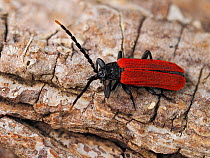 Net winged beetle (Platycis minutus). Buckinghamshire, England, UK. August.