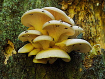 Oyster mushroom (Pleurotus ostreatus) on trunk of dead Beech (Fagus sylvatica) tree, fungus covered in Gnats (Nematocera). Buckinghamshire, England, UK. September. Focus stacked image.
