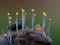 Filamentous fungus (Phycomyces blakesleeanus) on bird dropping, close-up. Buckinghamshire, England, UK. November. Focus stacked image.