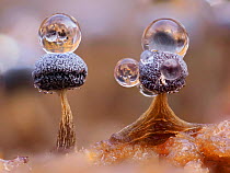 Slime mould (Physarum album), dew droplets on two sporangia, close-up. Hertfordshire, England, UK. November. Focus stacked image.