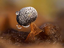 Slime mould (Physarum sp), dew droplets on sporangium, close-up. Hertfordshire, England, UK. November. Focus stacked image.