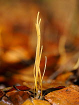 Slender club fungus (Macrotyphula juncea) in leaf litter. Buckinghamshire, England, UK. October. Focus stacked image.