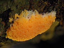 Slime mould (Tubifera ferruginosa), developing sporangia on rotting Birch (Betula sp) log. Buckinghamshire, England, UK. September. Focus stacked image.