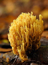 Upright coral fungus (Ramaria stricta). Buckinghamshire, England, UK. October. Focus stacked image.