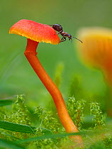 Wood ant (Formica rufa) on Waxcap fungus (Hygrocybe sp). Buckinghamshire, England, UK. November. Focus stacked image.