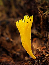 Yellow staghorn fungus (Calocera viscosa). Buckinghamshire, England, UK. September. Focus stacked image.