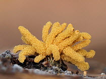 Slime mould (Arcyria obvelata ), a tight group with sporangia fully expanded. Hertfordshire, England, UK. September. Focus stacked image.