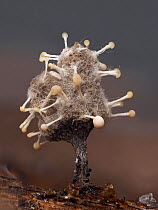 Slime mould (Arcyria sp) under attack bfrom Fungus (Polycephalomyces tomentosus). Buckinghamshire, England, UK. September. Focus stacked image.