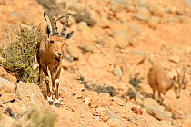 Nubian ibex (Capra nubiana), male standing close to bush, female in background, Negev desert, Israel, April