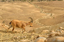 Nubian ibex (Capra nubiana), male walking in dry environment, Negev desert, Israel, April