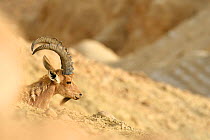 Nubian ibex (Capra nubiana), male resting on a slope, Negev desert, Israel, April
