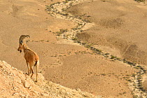 Nubian ibex (Capra nubiana), male standing in dry environment, Negev desert, Israel, April