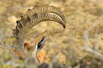 Nubian ibex (Capra nubiana), close-up of a male horns among vegetation, Negev desert, Israel, April