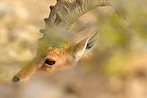 Nubian ibex (Capra nubiana), close-up of a male head among vegetation, Negev desert, Israel, April