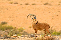 Nubian ibex (Capra nubiana), male standing in dry environment, Negev desert, Israel, April