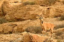 Nubian ibex (Capra nubiana), male standing on a rock, Negev desert, Israel, April