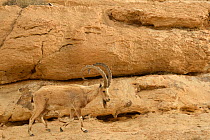 Nubian ibex (Capra nubiana), old male walking on a rock, Negev desert, Israel, April
