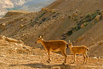 Nubian ibex (Capra nubiana), female and young, Negev desert, Israel, April
