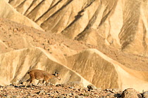 Nubian ibex (Capra nubiana), female walking in dry environment, Negev desert, Israel, April