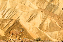 Nubian ibex (Capra nubiana), young male walking on gravel, Negev desert, Israel, April
