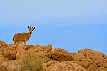 Nubian ibex (Capra nubiana), young female standing on rocks, Dead Sea, Israel, May.
